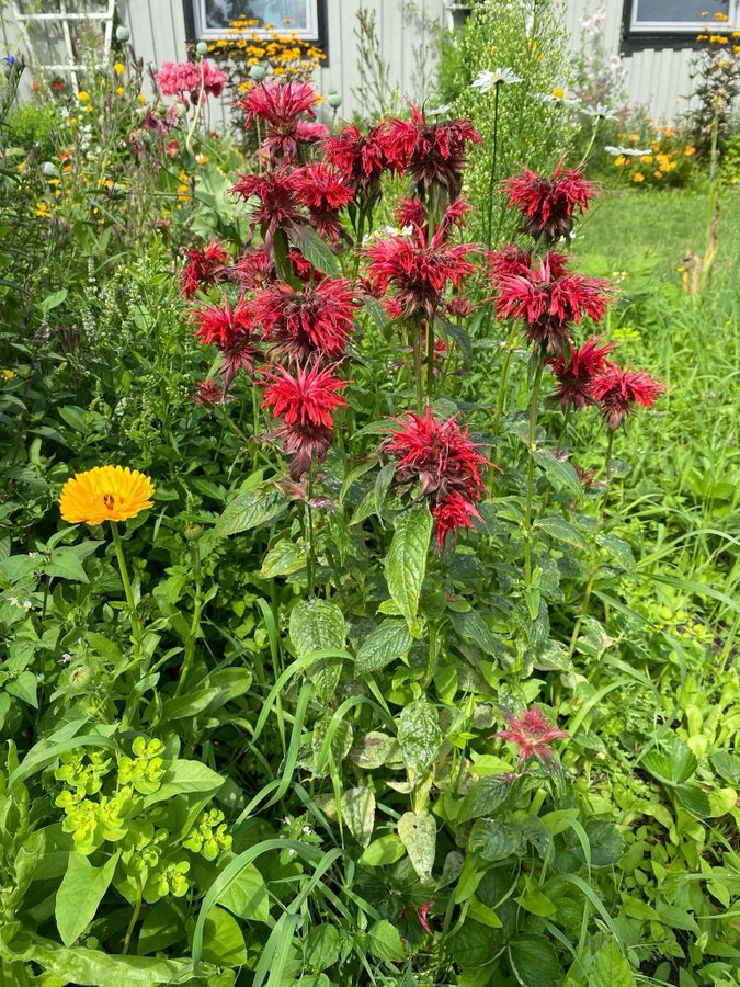 Röd temynta - Monarda Dydyma perenn