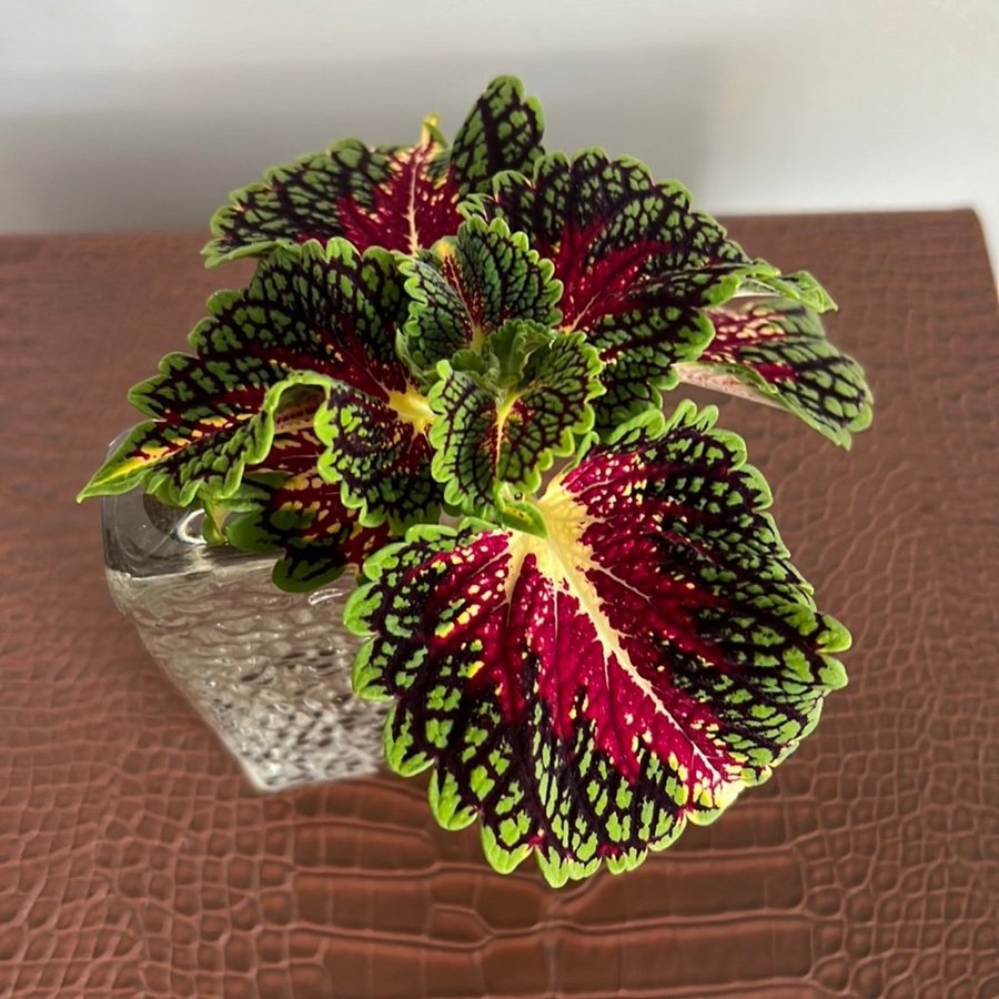 Coleus