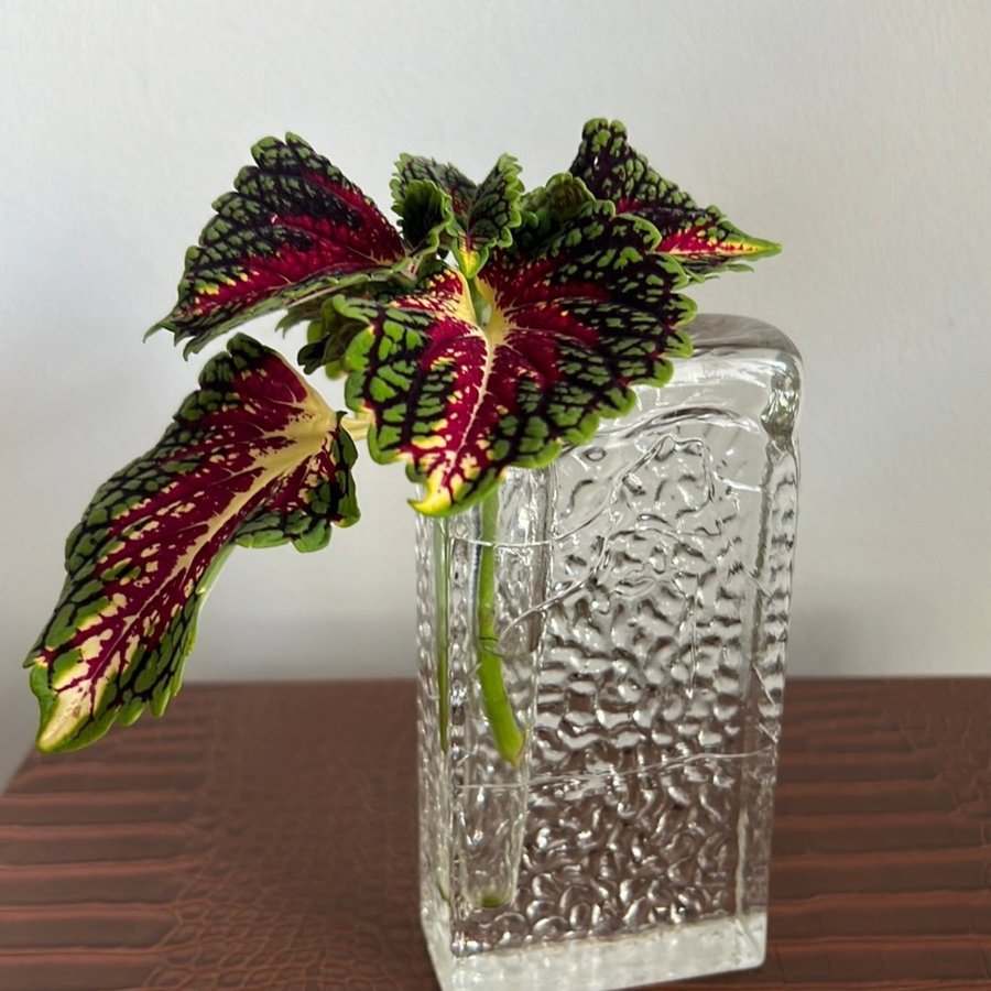 Coleus