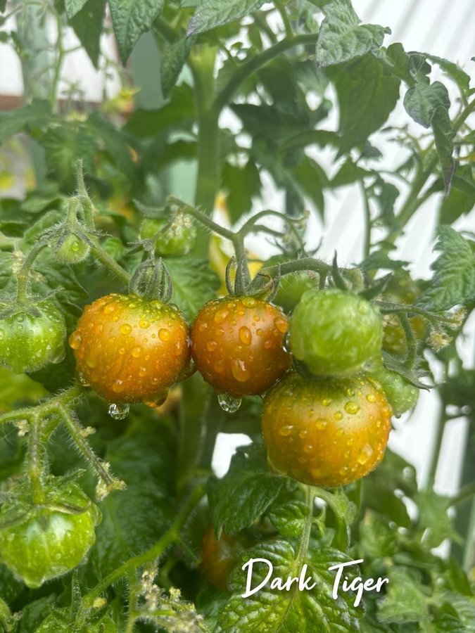 Tomatfrö, Dark stripe