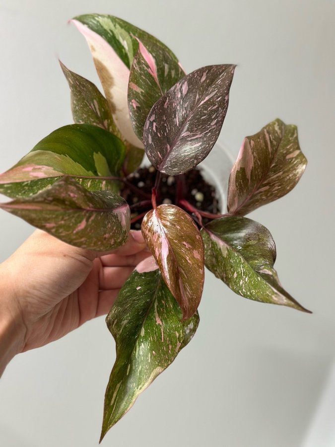 Philodendron Pink Princess