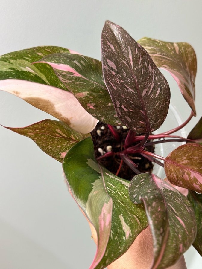 Philodendron Pink Princess