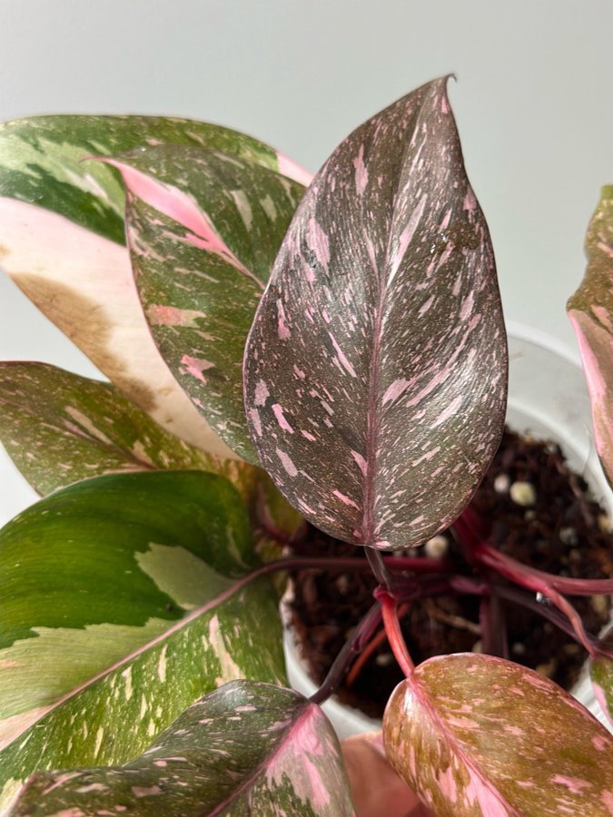 Philodendron Pink Princess