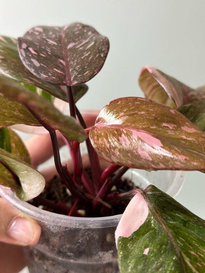 Philodendron Pink Princess