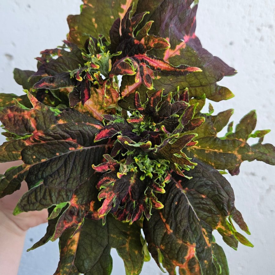 Palettblad coleus Sofia stickling