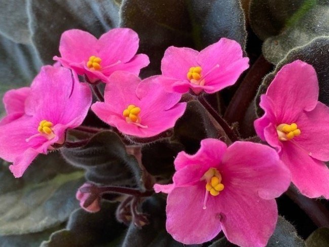 Saintpaulia Pink African Violet