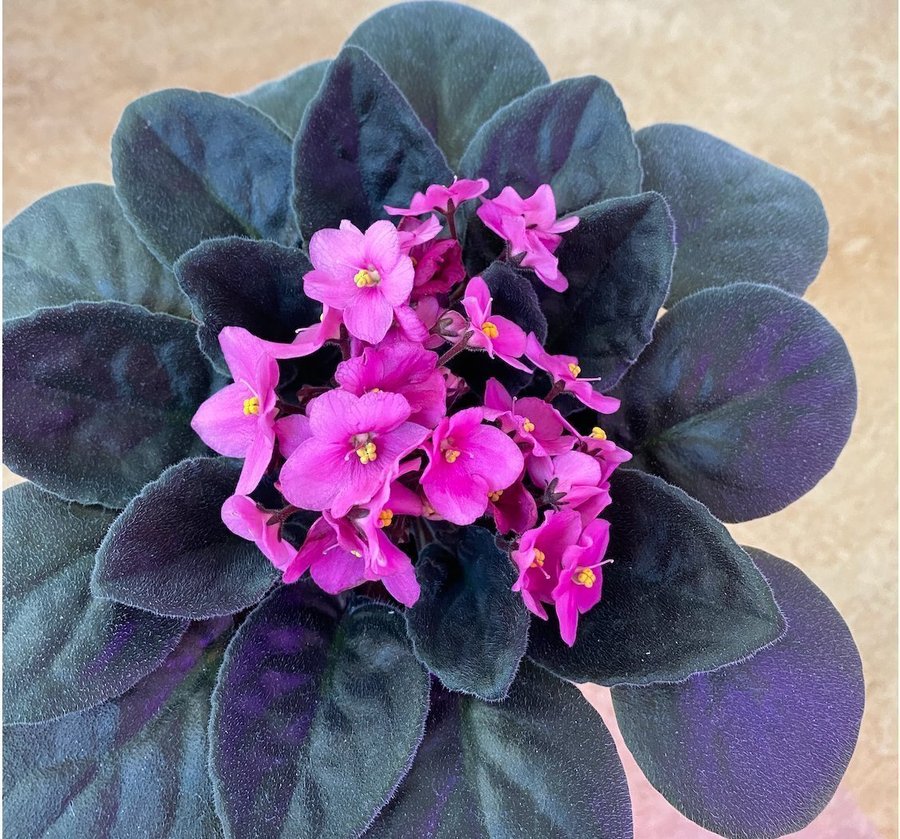 Saintpaulia Pink African Violet