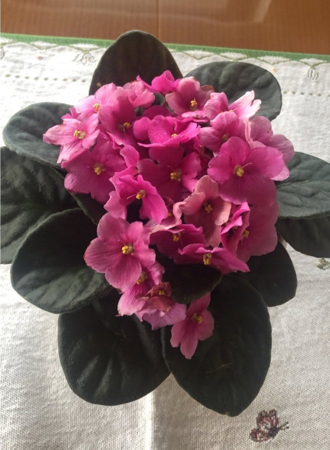 Saintpaulia Pink African Violet