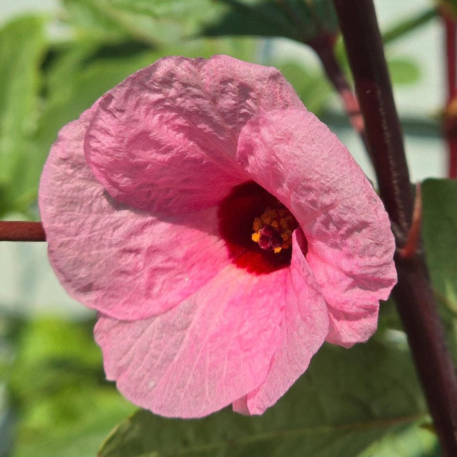 20 st röd Hibiskusfrön