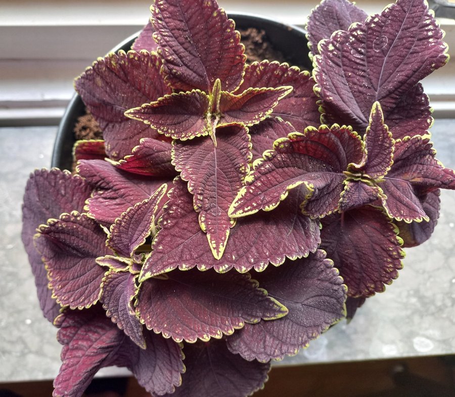 Coleus Abbey road palettblad