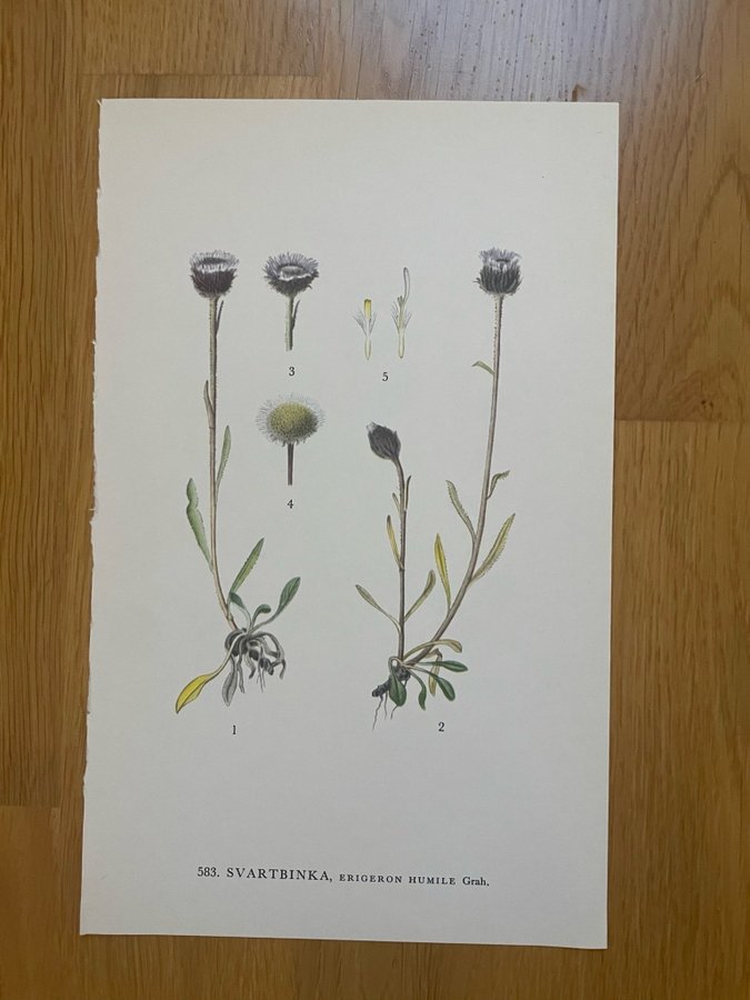 4 bilder på 2 blad (bild på båda sidorna) * Nordens flora * C.A.M. Lindman