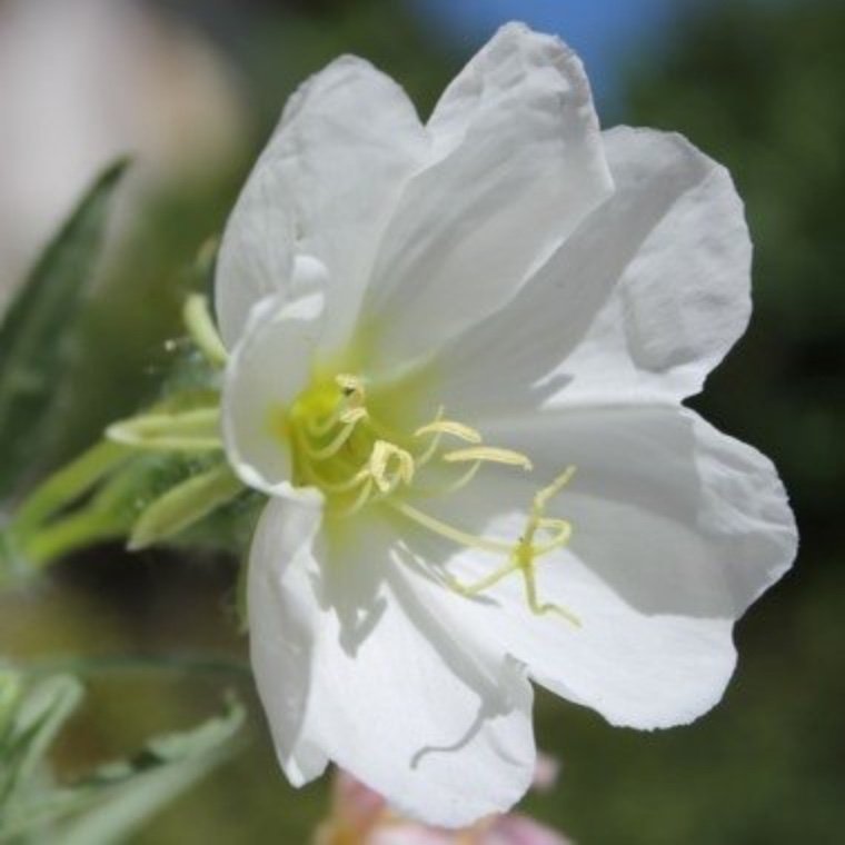 Underbart Nattljus (Oenothera pallida )