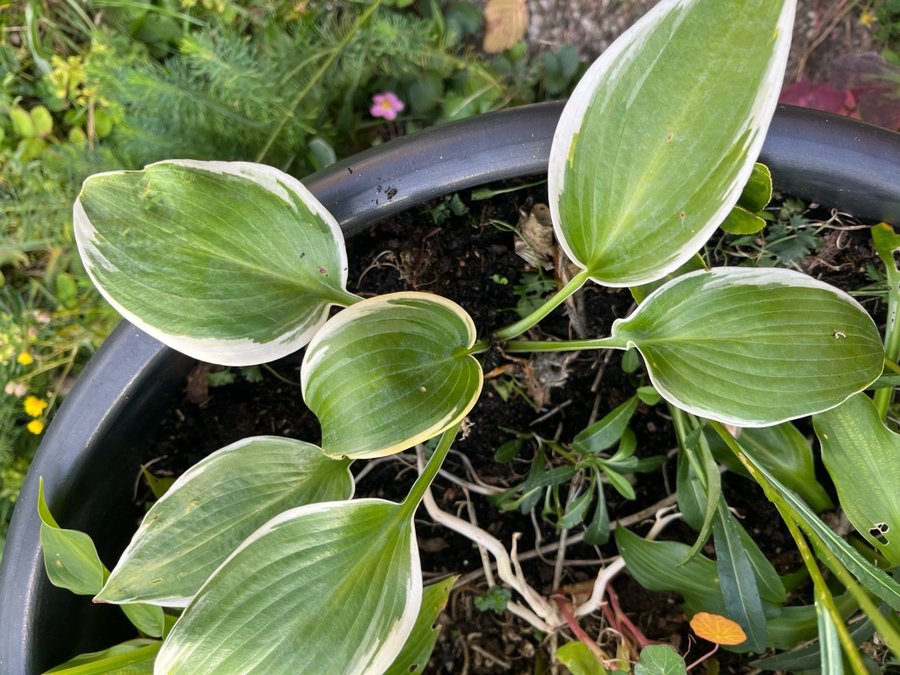 Hosta Funkia , 1 planta perenner