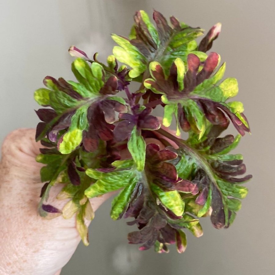 Rotad COLORIEEM *palettblad*coleus*