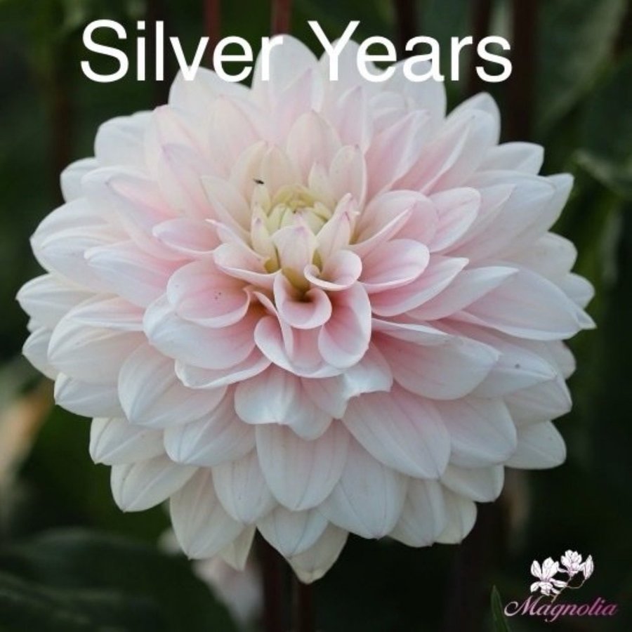 Dahlia Silver Years knölar