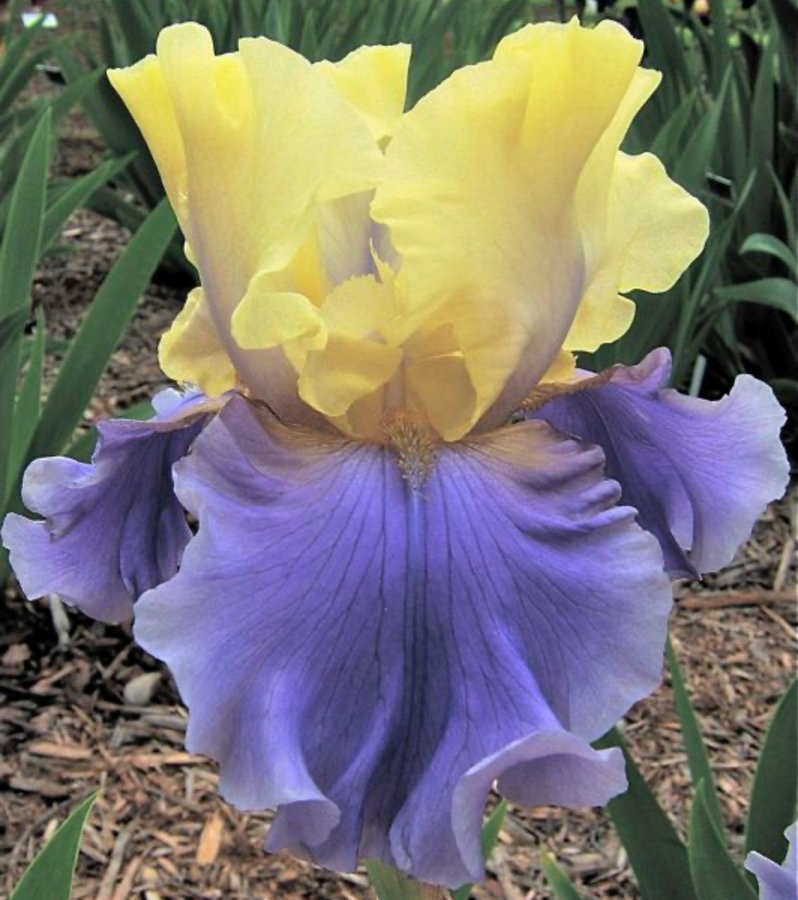 Iris Edith Wolford