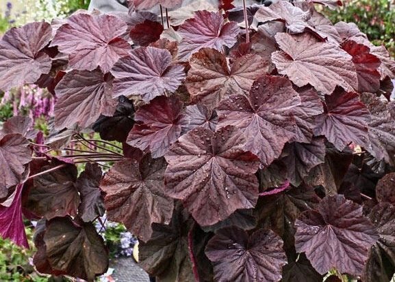 Nyhet! Heuchera villosa 'XXL'