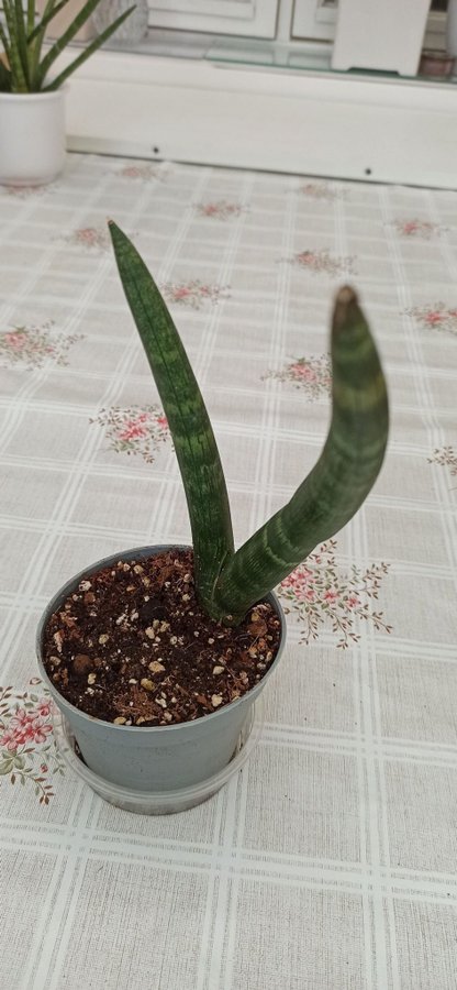 Cylindrical Snake plant