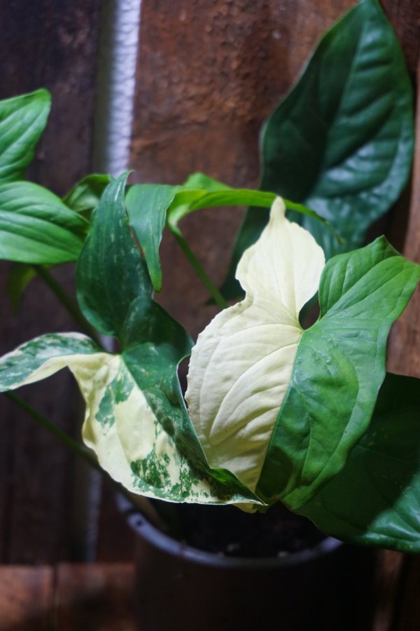 Syngonium podophyllum albo variegata