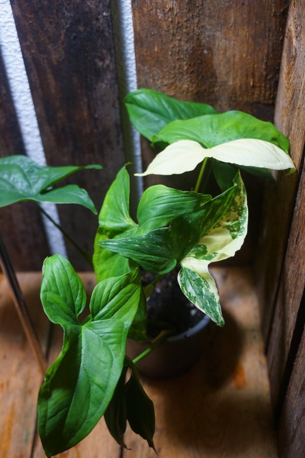 Syngonium podophyllum albo variegata