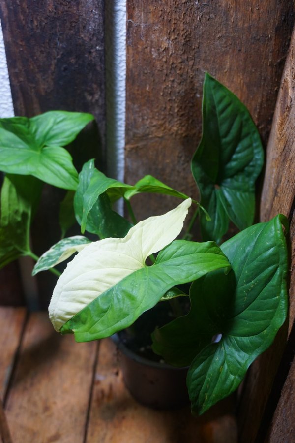 Syngonium podophyllum albo variegata