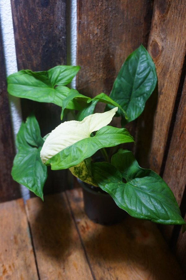 Syngonium podophyllum albo variegata