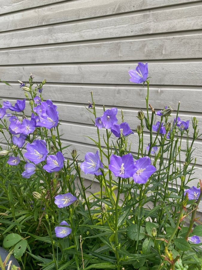 Stor Blåklocka Campanula persicifolia 3 plantor