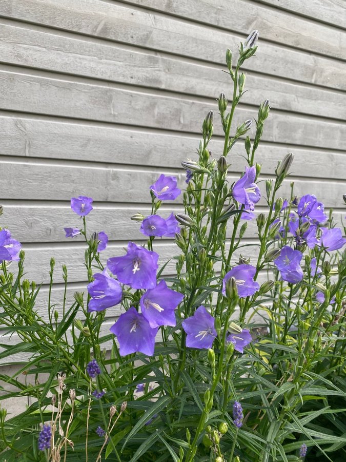 Stor Blåklocka Campanula persicifolia 3 plantor