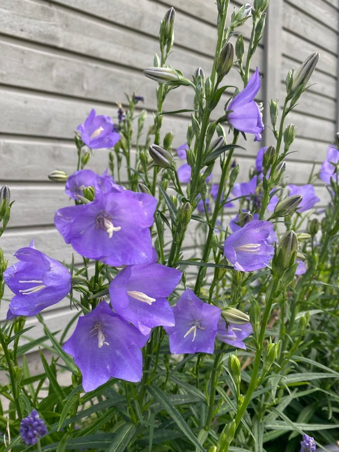 Stor Blåklocka Campanula persicifolia 3 plantor