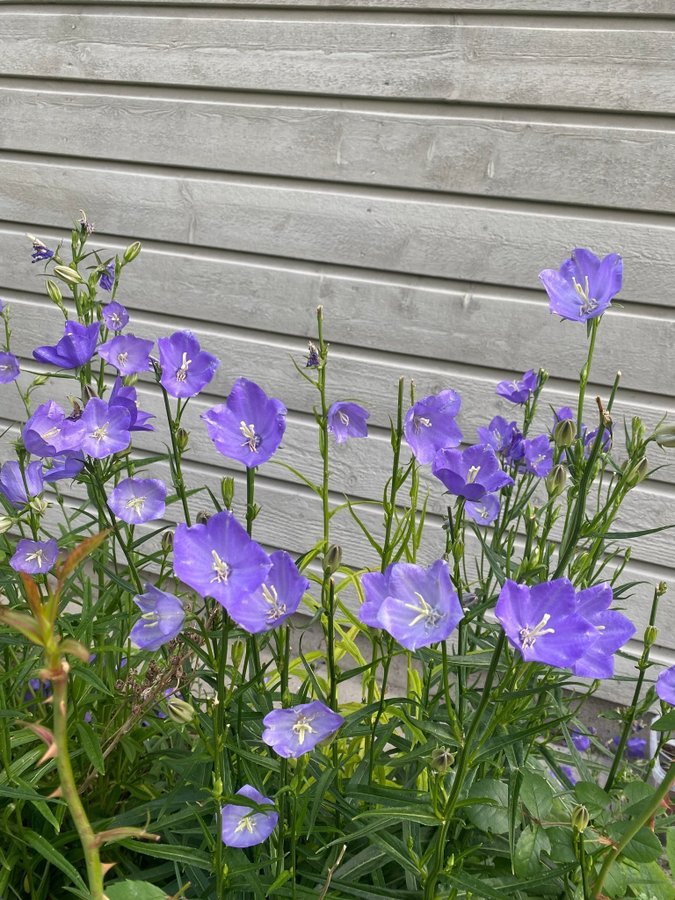 Stor Blåklocka Campanula persicifolia 3 plantor