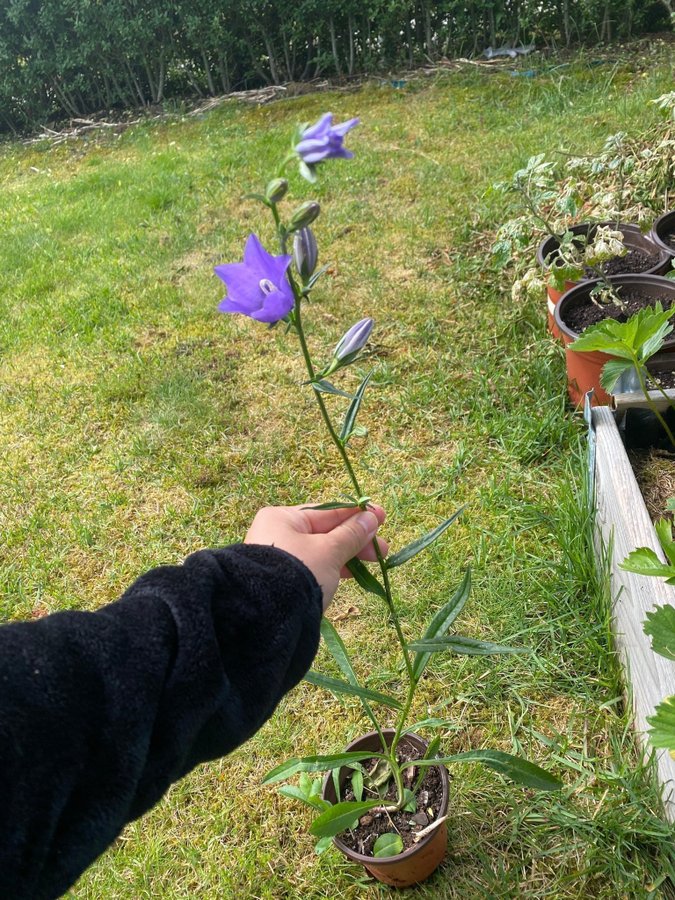 Stor Blåklocka Campanula persicifolia 3 plantor