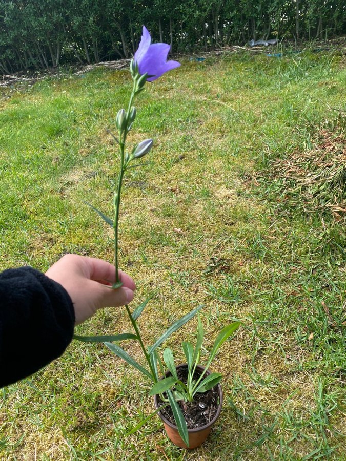 Stor Blåklocka Campanula persicifolia 3 plantor