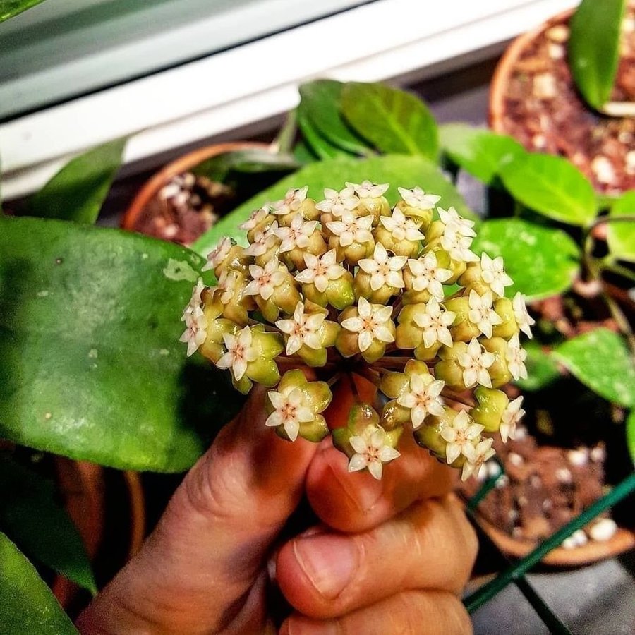 Hoya sp. Estrella Waterfalls