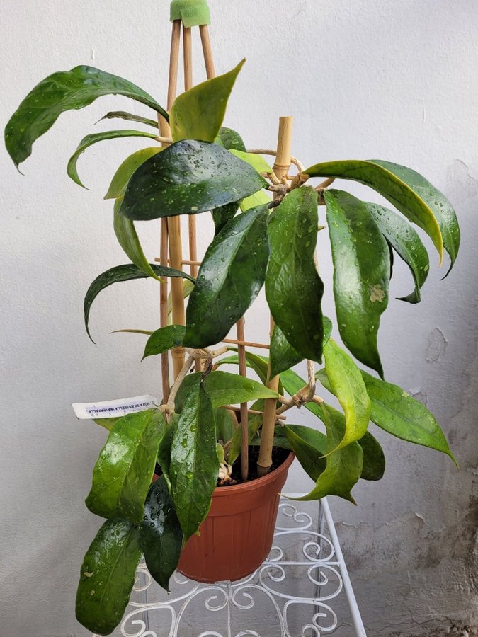 Hoya sp. Estrella Waterfalls