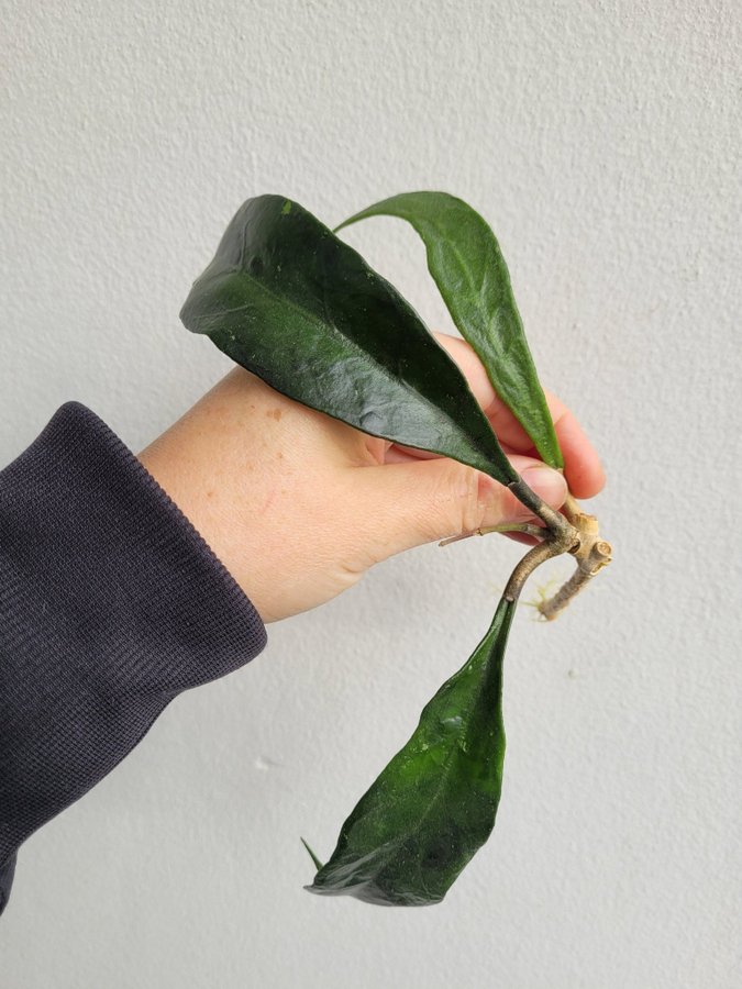 Hoya sp. Estrella Waterfalls