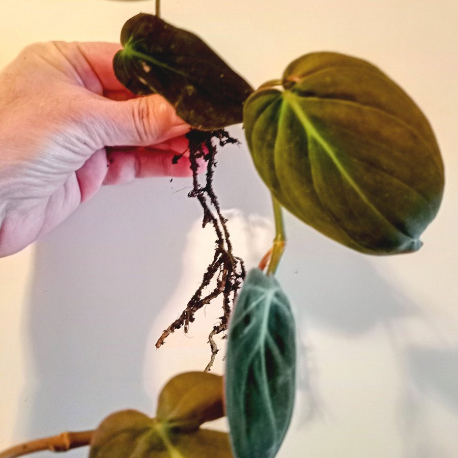 PHILODENDRON MICANS- planta