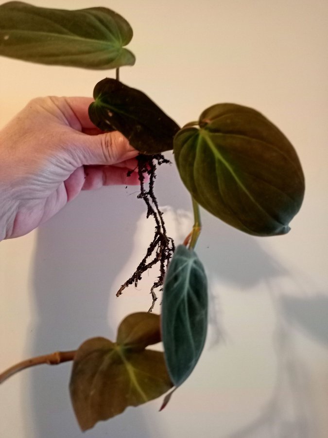 PHILODENDRON MICANS- planta