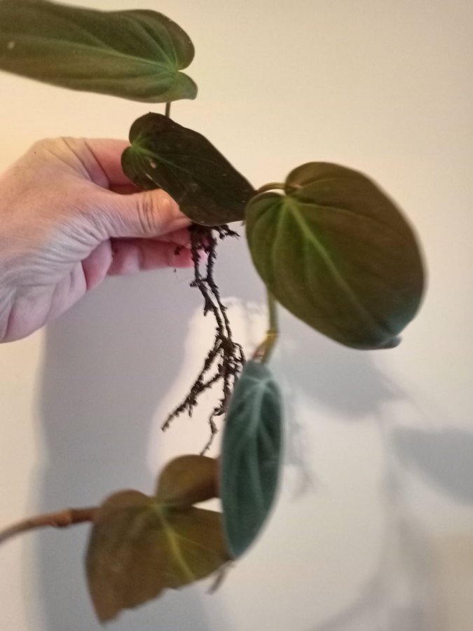 PHILODENDRON MICANS- planta