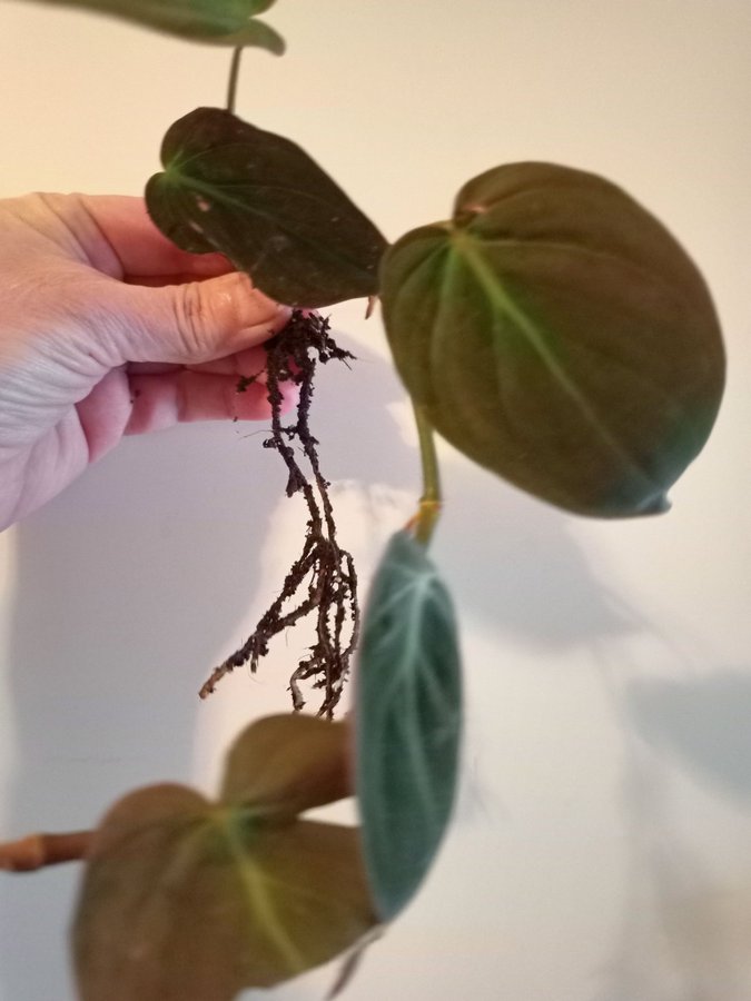 PHILODENDRON MICANS- planta