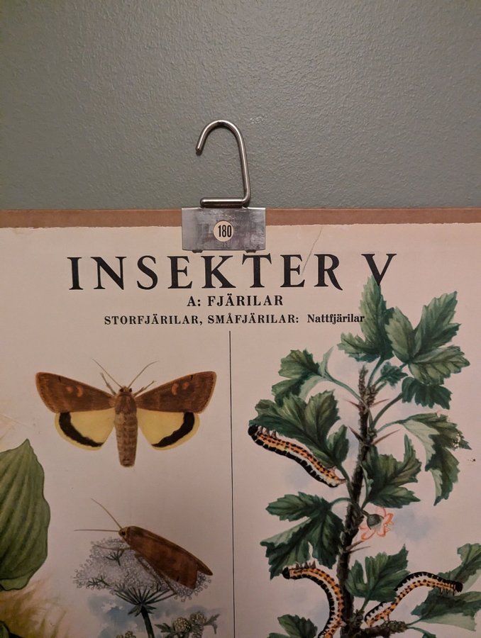 Skolplansch - fjärilar (Insekter V)