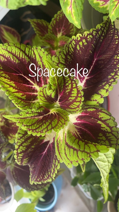 Palettblad, coleus , stickling Stained Glassworks Spacecake