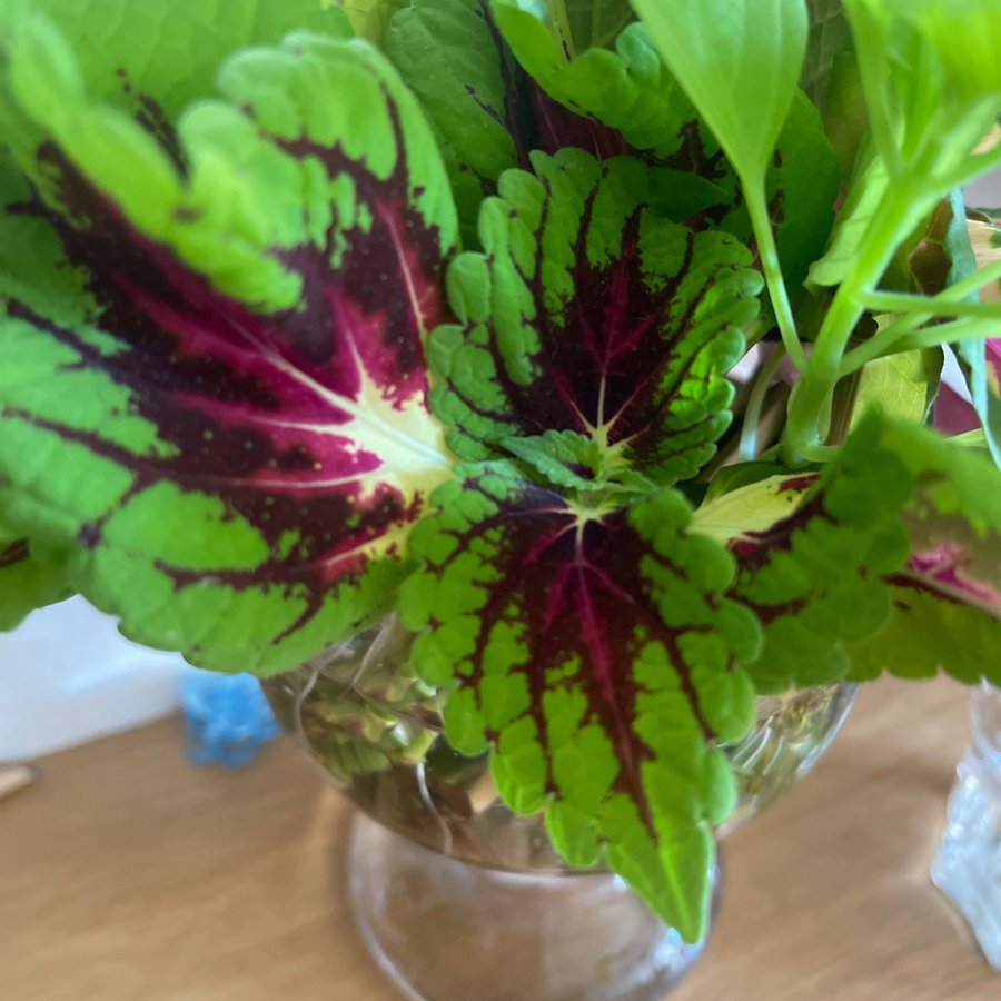 Palettblad, coleus , stickling Stained Glassworks Spacecake