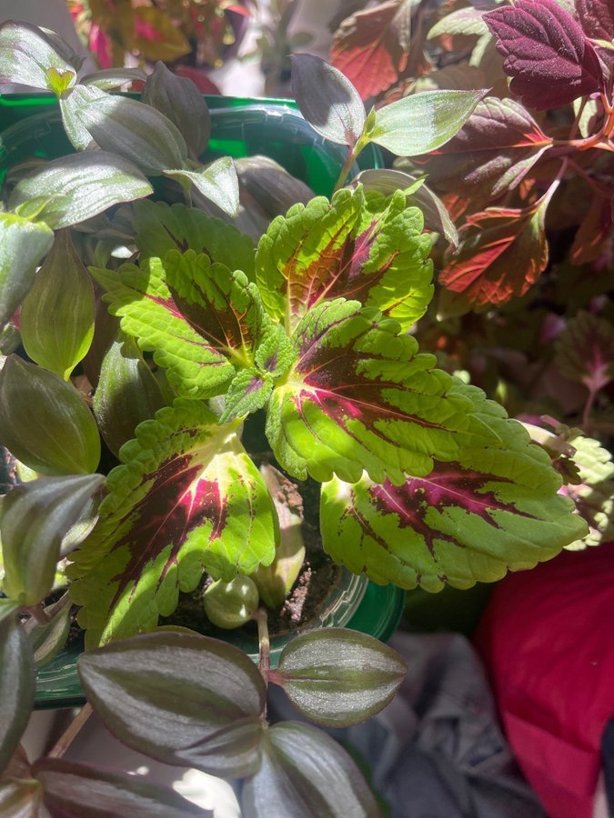 Palettblad, coleus , stickling Stained Glassworks Spacecake