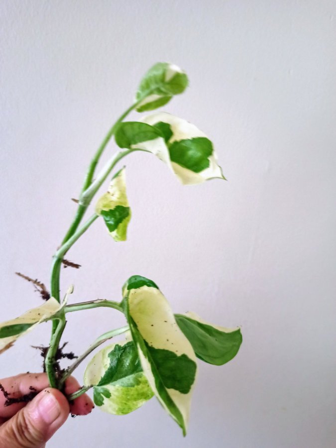 GULLRANKA " N' JOY " - EPIPREMNUM AUREUM - planta