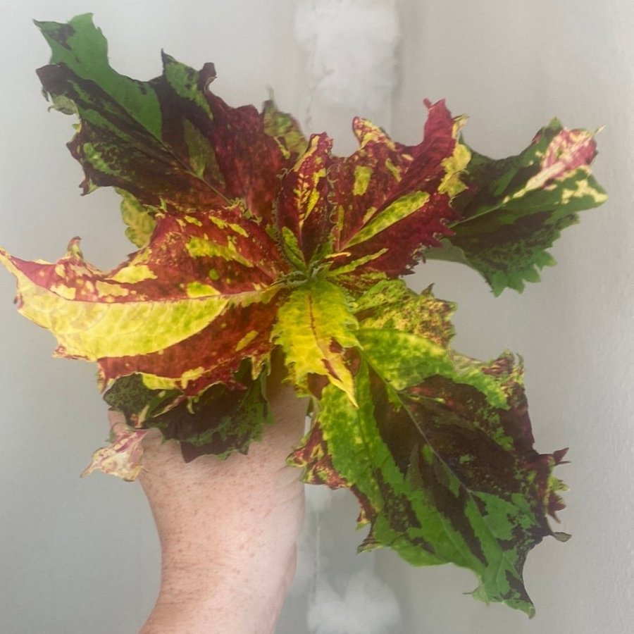 ELVIRA *palettblad*coleus*