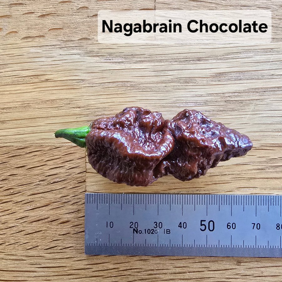 Nagabrain Chocolate