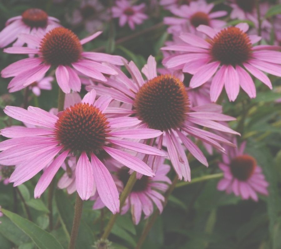 Rudbeckia röd solhatt 20x frö