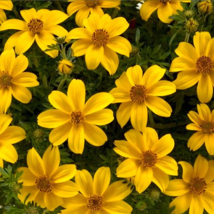 Bidens Aurea, ettårig, höjd ca 60 cm, blommar hela sommar, 40 frön