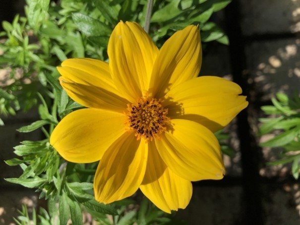 Bidens Aurea, ettårig, höjd ca 60 cm, blommar hela sommar, 40 frön