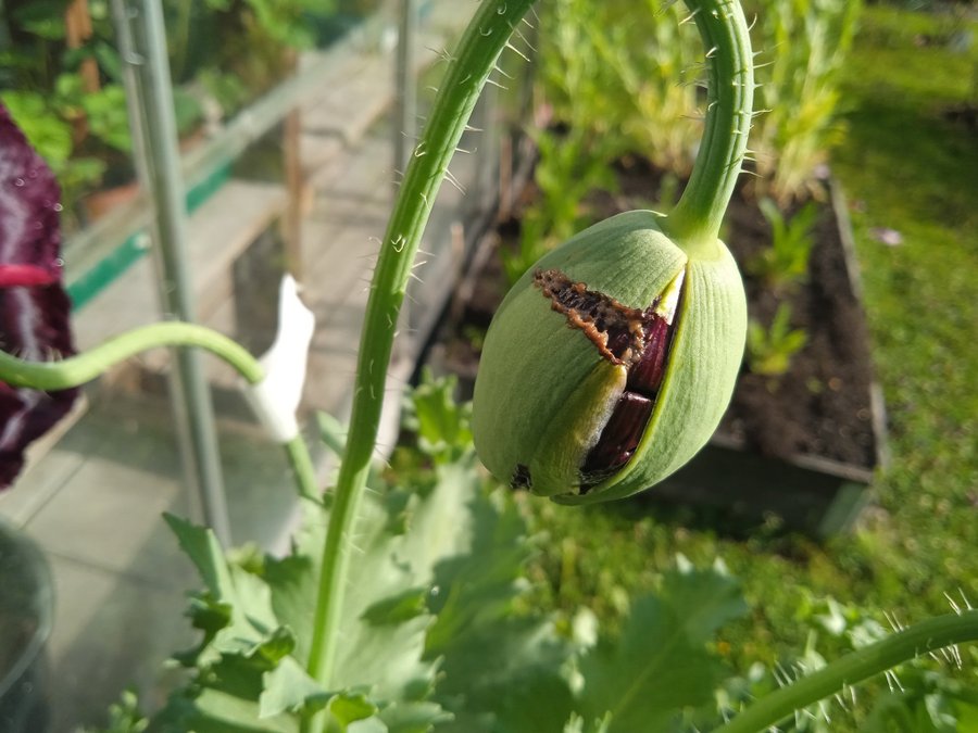 India Black Poppy. 30 frön. P Somniferum L Högalkaloid